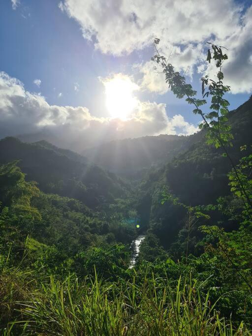 Ti Sucrier Jaune - Douceur Caraibe Vue Mer Le Carbet Eksteriør bilde